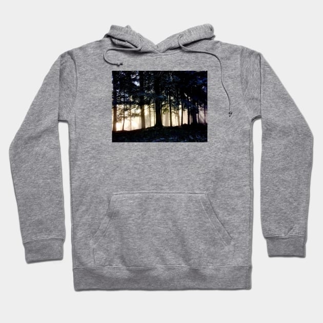 Sun rays tree trunks / Swiss Artwork Photography Hoodie by RaphaelWolf